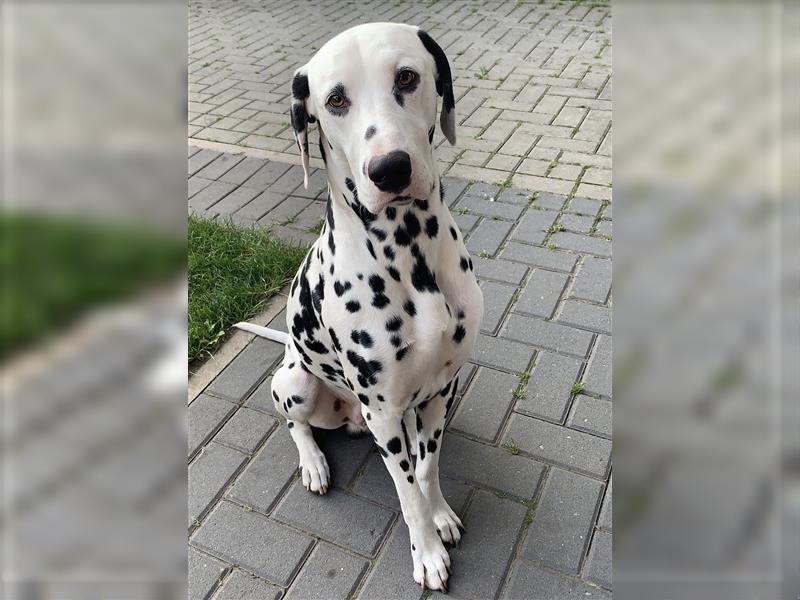 Dalmatiner Deckrüde sucht Hundedame