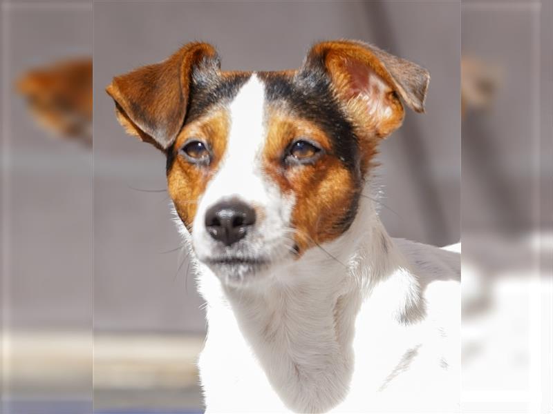 Gardhund, Dansky, Danish Swedish Farmdog Welpen