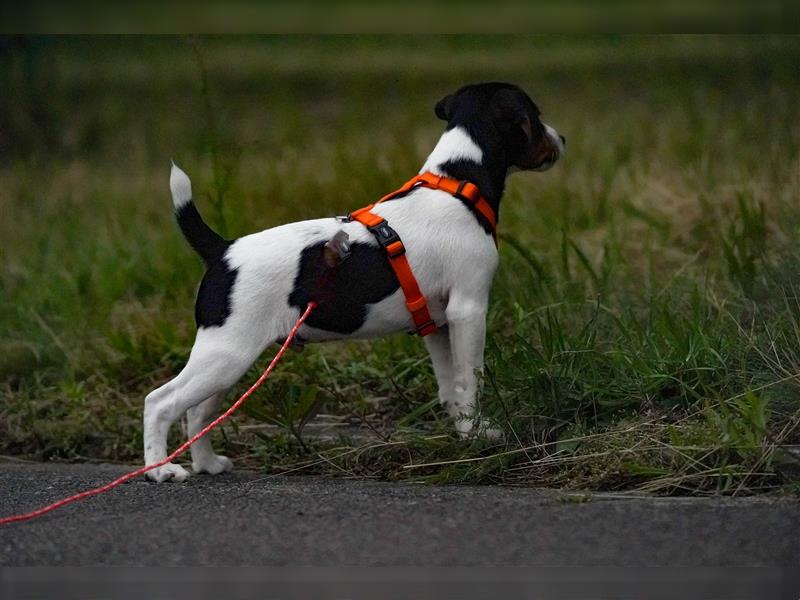 Gardhund, Dansky, Danish Swedish Farmdog Welpen