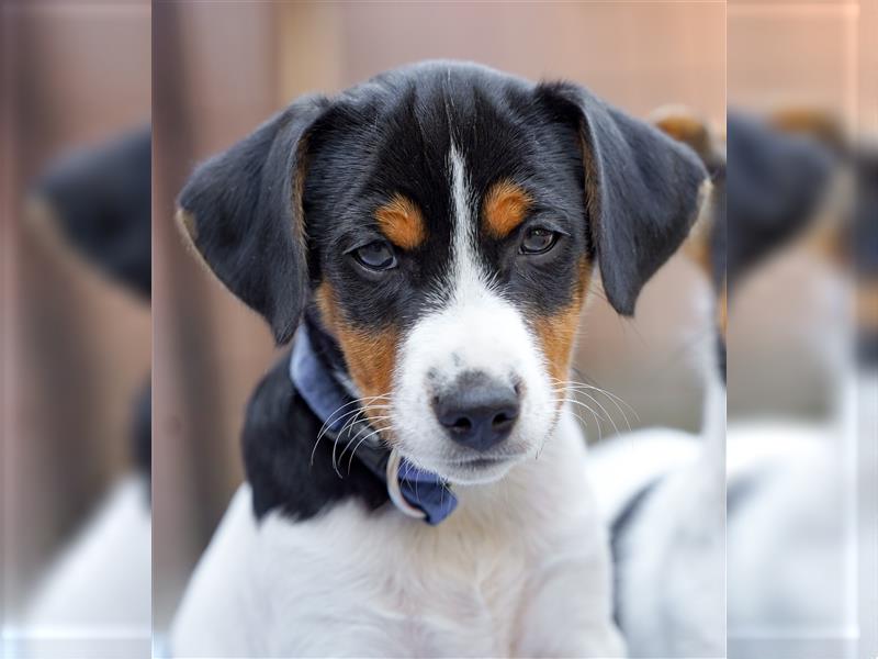 Gardhund, Dansky, Danish Swedish Farmdog Welpen