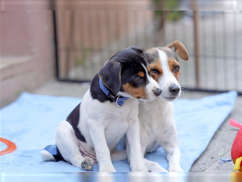 Gardhund, Dansky, Danish Swedish Farmdog Welpen