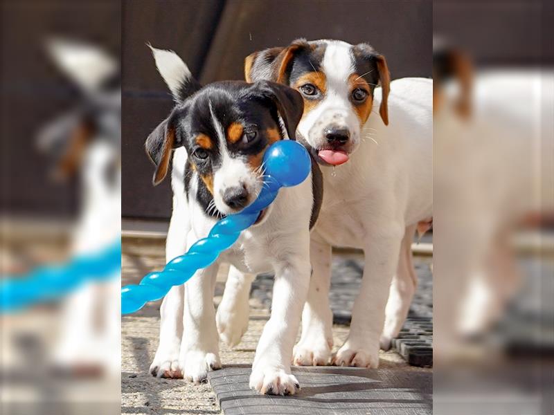 Gardhund, Dansky, Danish Swedish Farmdog Welpen