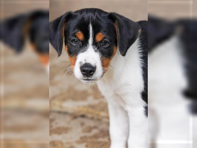 Gardhund, Dansky, Danish Swedish Farmdog Welpen