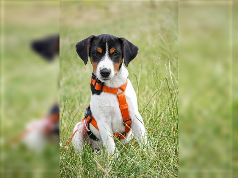 Gardhund, Dansky, Danish Swedish Farmdog Welpen