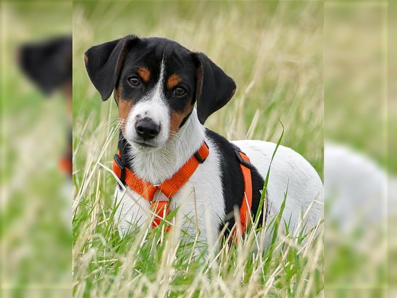 Gardhund, Dansky, Danish Swedish Farmdog Welpen