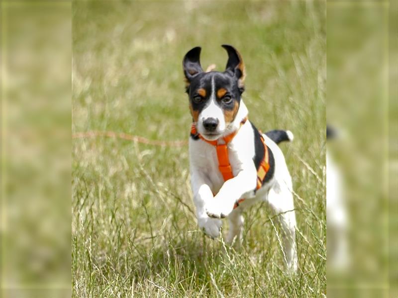 Dansk Svensk Gardhund Welpen