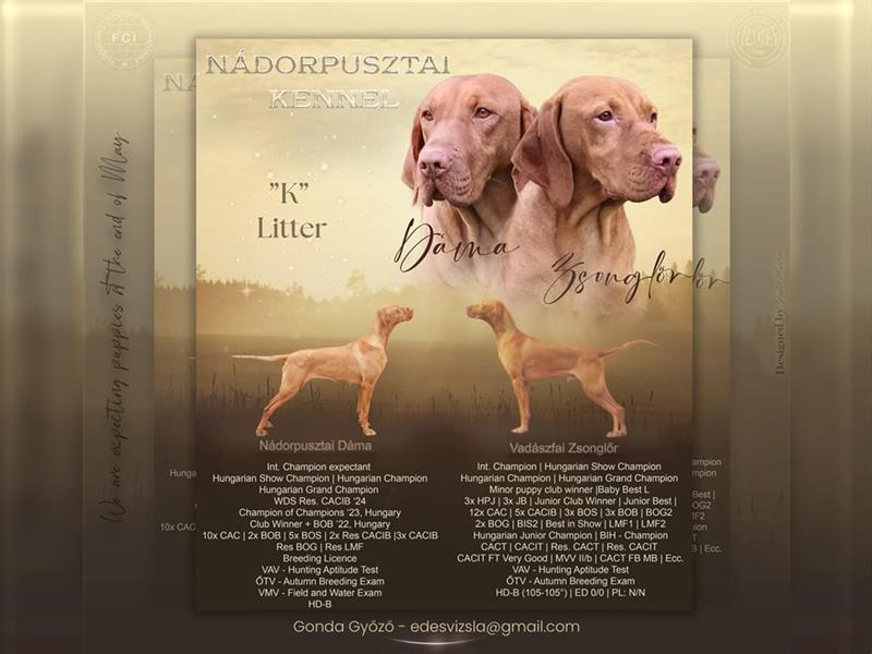 Wunderschöne ungarische Vizsla-Welpen