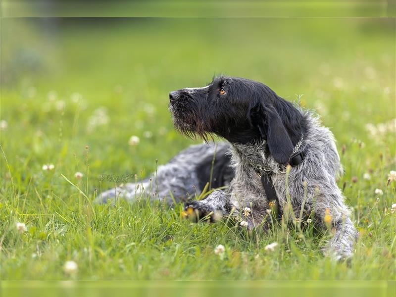 Princess, freundliche und verschmuste DDH- Hündin