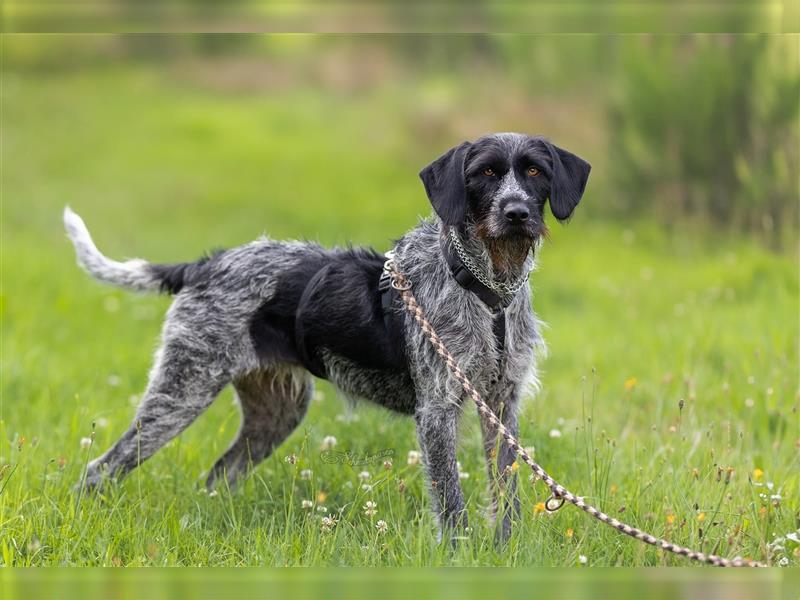 Princess, freundliche und verschmuste DDH- Hündin