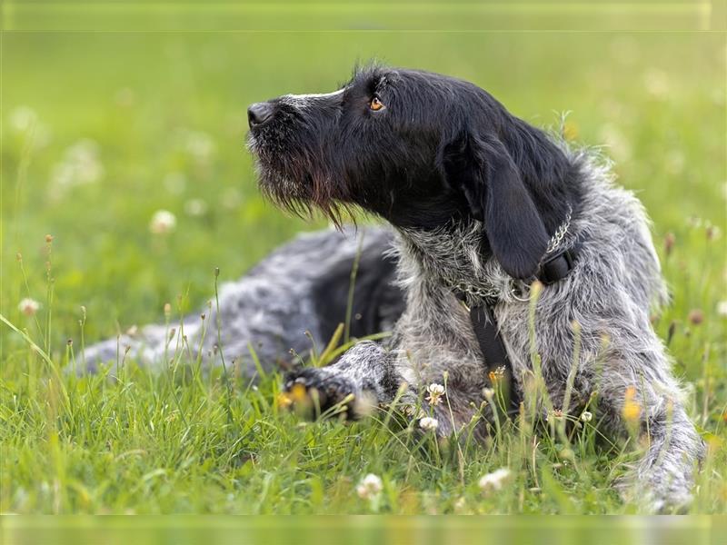 Princess, freundliche und verschmuste DDH- Hündin