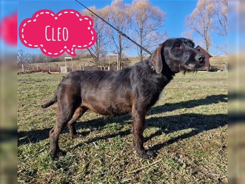 Cleo eine ängstliche Hündin