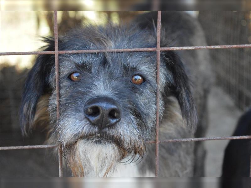 Corso - der Hundesenior wartet schon über 10 Jahre auf ein liebevolles Zuhause
