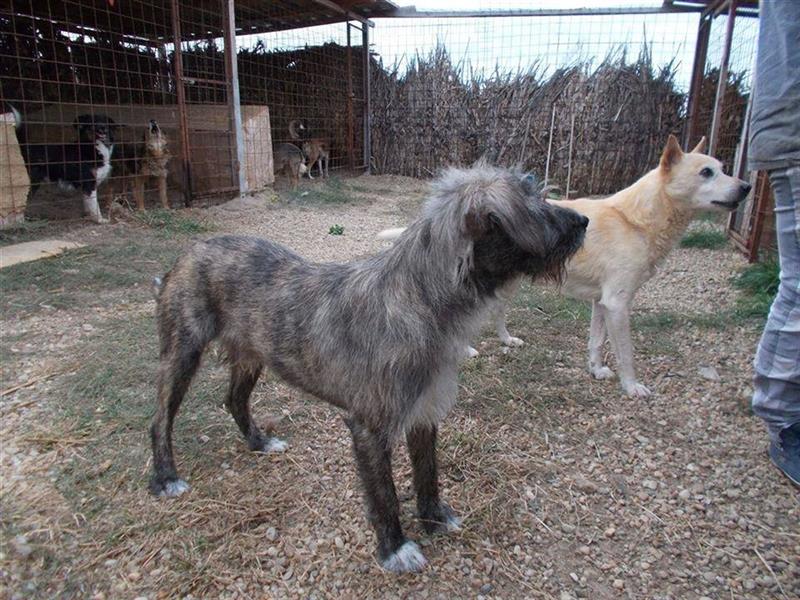 Corso - der Hundesenior wartet schon über 10 Jahre auf ein liebevolles Zuhause