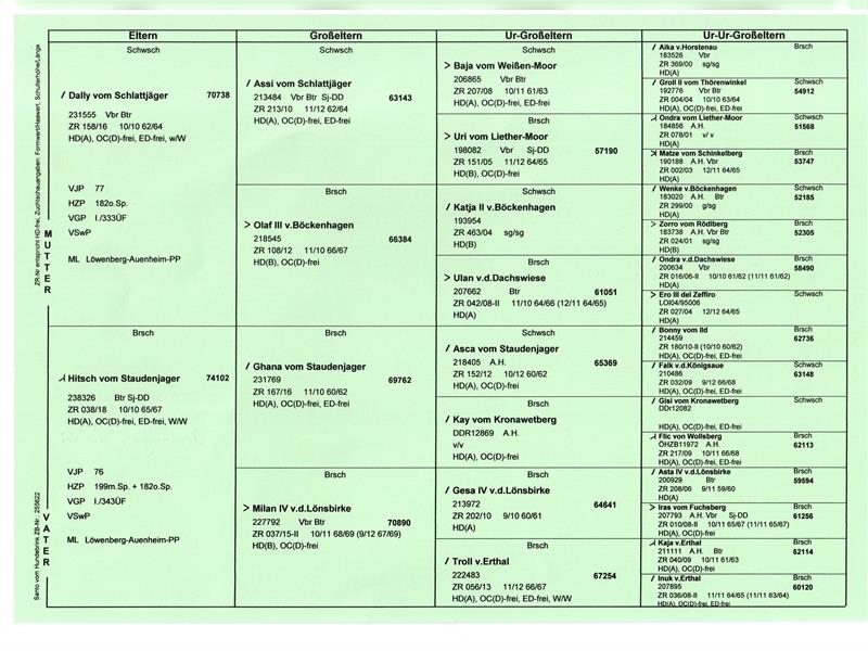 Deutsch Drahthaar Welpen aus Form- und Leistungszucht