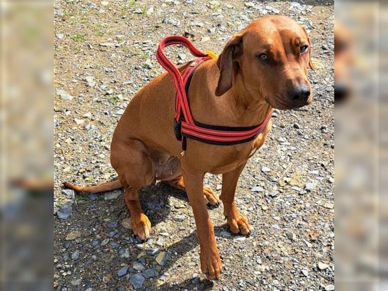 Drahthaar Rhodesian Ridgeback Mischlinge - 32689 Kalletal