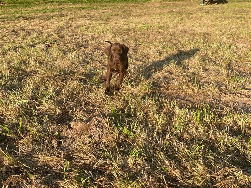 Drahthaar Rhodesian Ridgeback Mischlinge - 32689 Kalletal