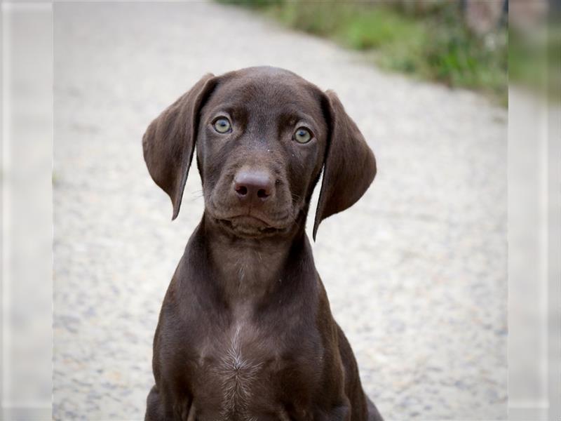 Schockobraune Deutsch Kurzhaar x Magyar Vizsla Welpen