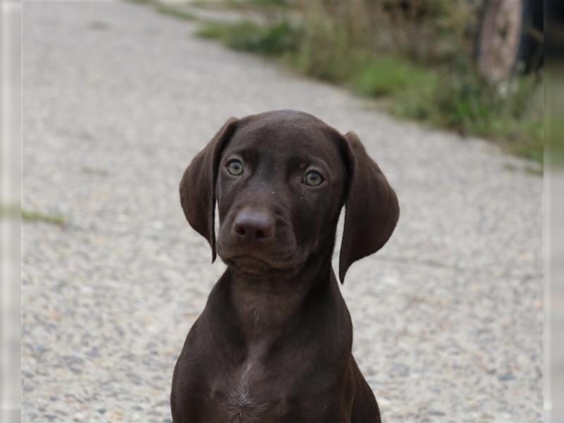 Schockobraune Deutsch Kurzhaar x Magyar Vizsla Welpen