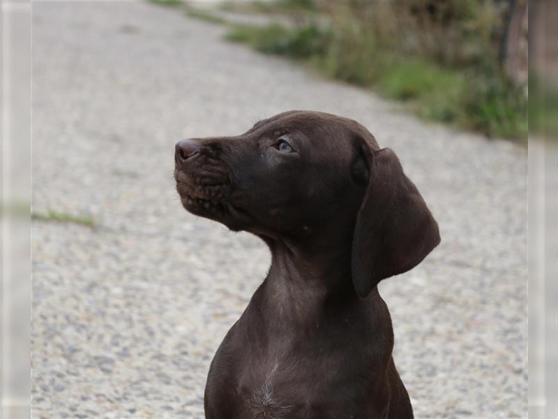 Schockobraune Deutsch Kurzhaar x Magyar Vizsla Welpen