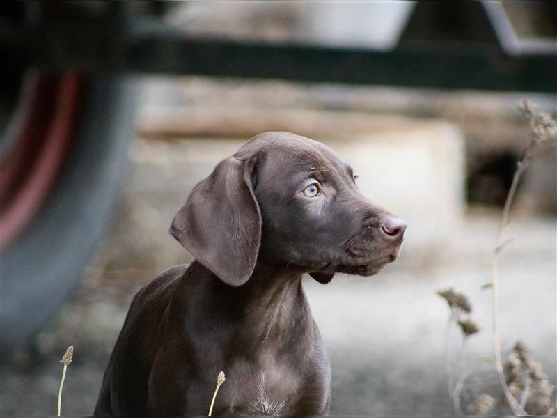 Schockobraune Deutsch Kurzhaar x Magyar Vizsla Welpen