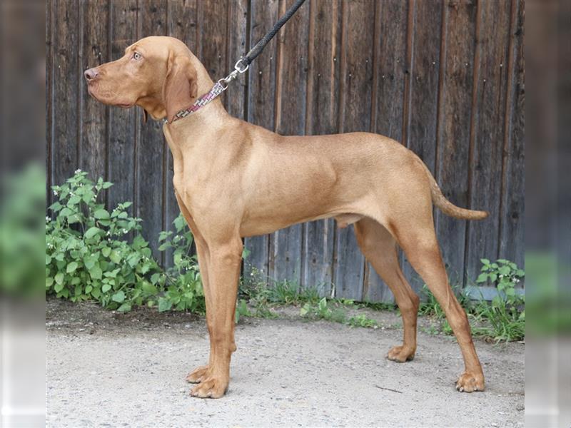 Schockobraune Deutsch Kurzhaar x Magyar Vizsla Welpen