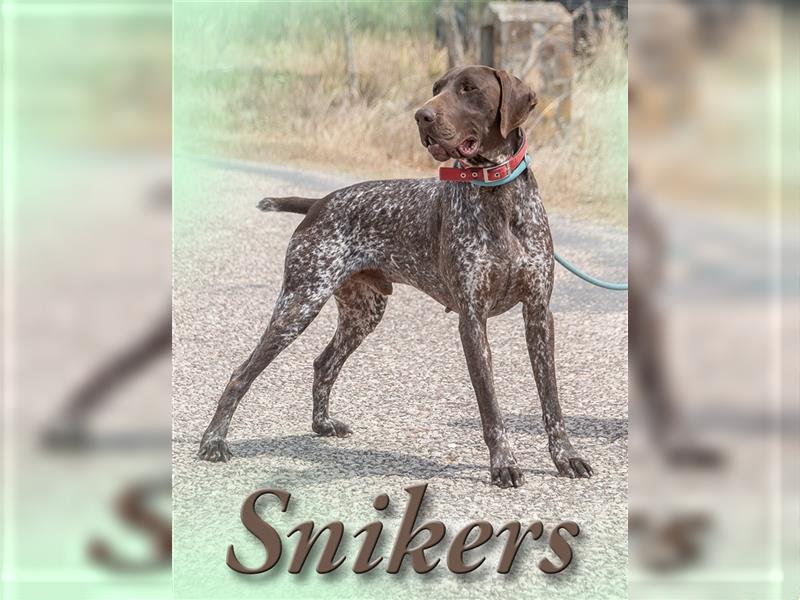 Snikers, der Traumhund aus dem Süden