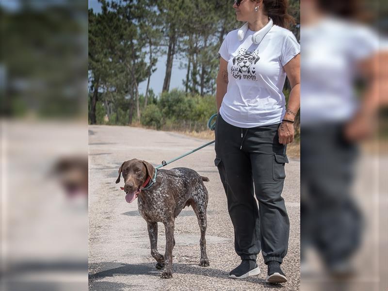 Snikers, der Traumhund aus dem Süden