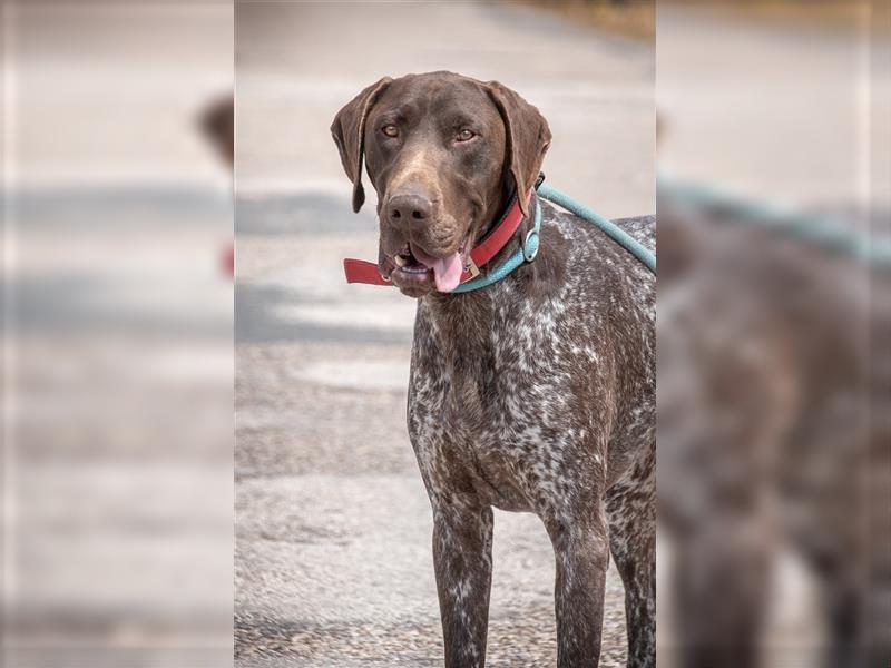 Snikers, der Traumhund aus dem Süden