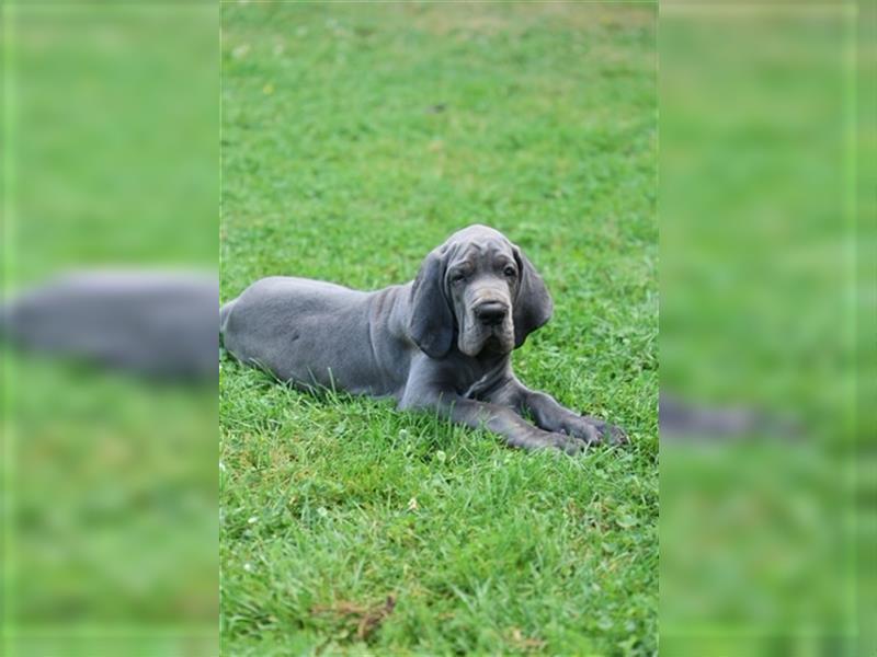 Wunderschöner Dt. Doggenrüde Farbschlag blau