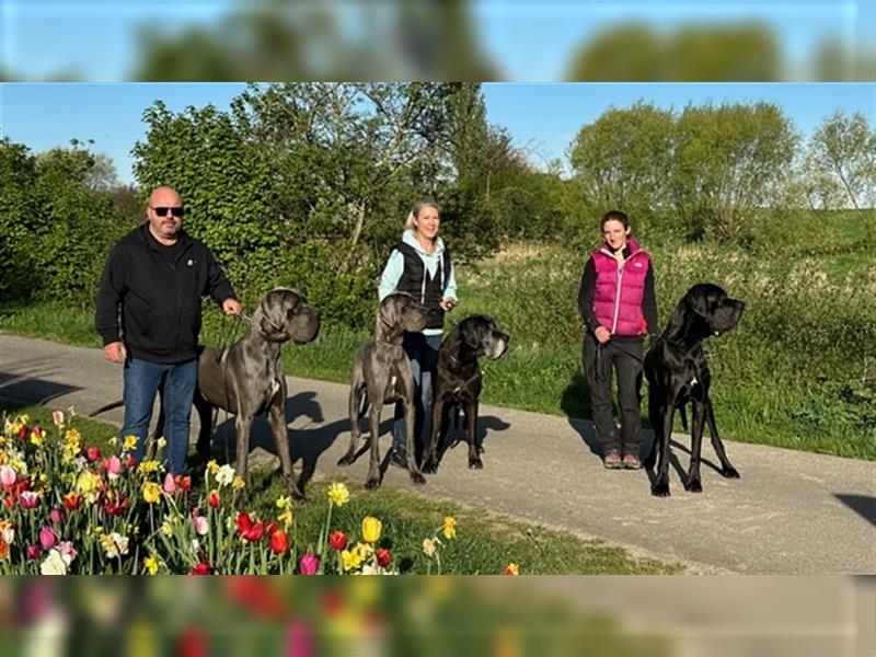 Wunderschöner Dt. Doggenrüde Farbschlag blau