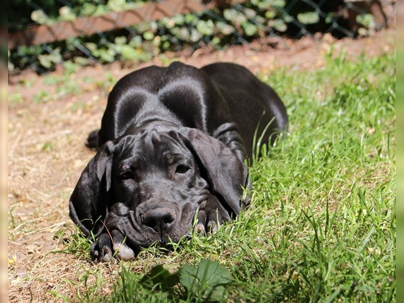 Zwei Deutsche Dogge Welpen mit VDH/DDC Papieren suchen noch ein schönes Zuhause.