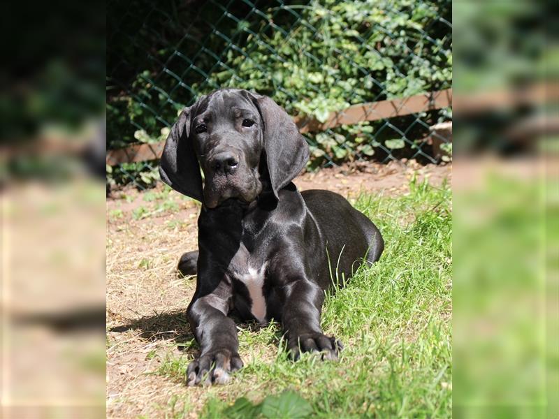 Zwei Deutsche Dogge Welpen mit VDH/DDC Papieren suchen noch ein schönes Zuhause.