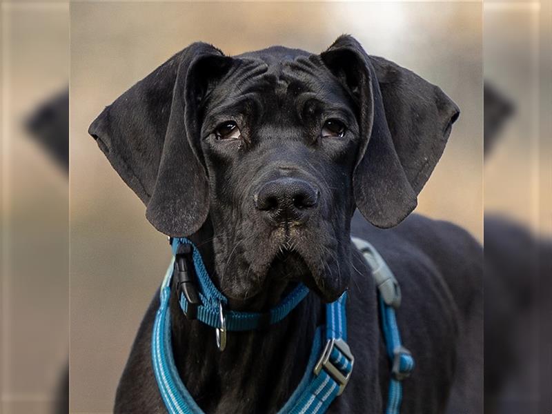 Naomi - Doggenmädchen wartet auf das große Glück - Tierhilfe Franken e.V.