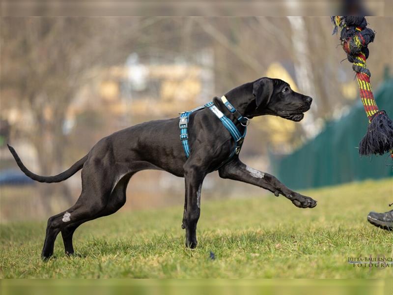 Naomi - Doggenmädchen wartet auf das große Glück - Tierhilfe Franken e.V.