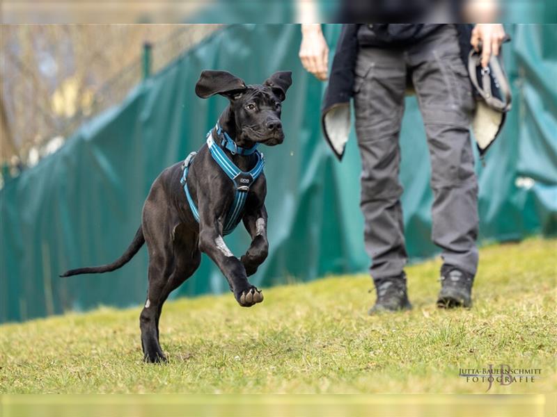 Naomi - Doggenmädchen wartet auf das große Glück - Tierhilfe Franken e.V.