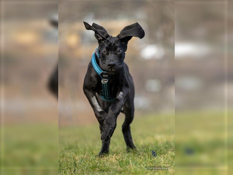 Naomi - Doggenmädchen wartet auf das große Glück - Tierhilfe Franken e.V.