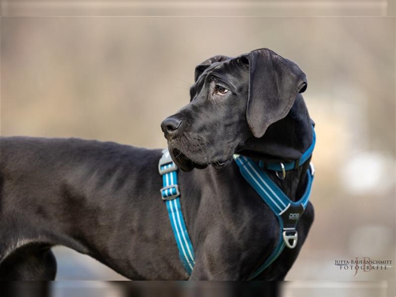 Naomi - Doggenmädchen wartet auf das große Glück - Tierhilfe Franken e.V.