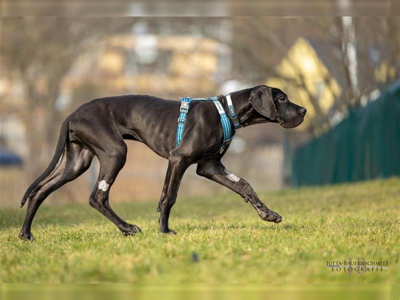 Naomi - Doggenmädchen wartet auf das große Glück - Tierhilfe Franken e.V.