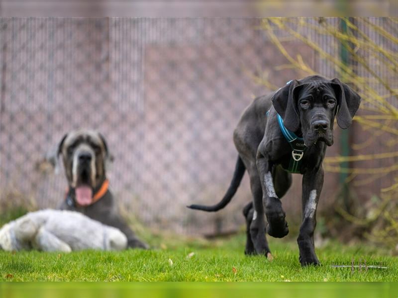 Naomi - Doggenmädchen wartet auf das große Glück - Tierhilfe Franken e.V.