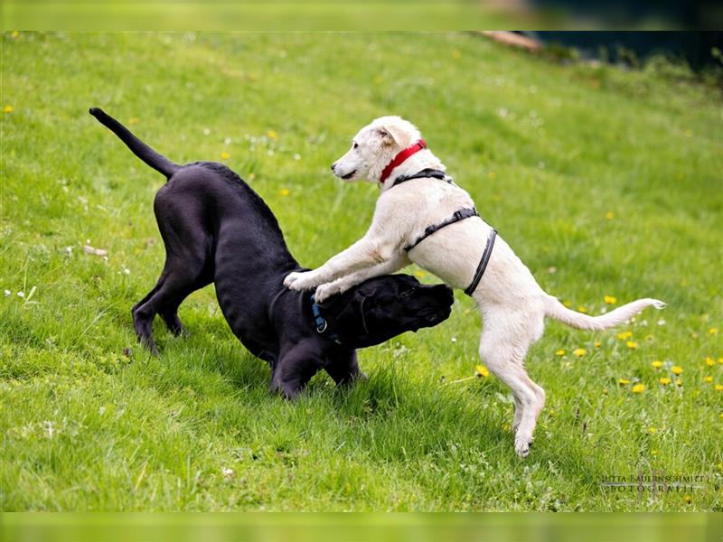 Naomi - Doggenmädchen wartet auf das große Glück - Tierhilfe Franken e.V.