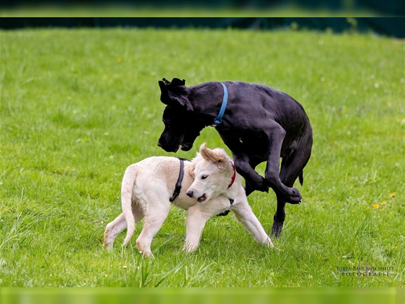 Naomi - Doggenmädchen wartet auf das große Glück - Tierhilfe Franken e.V.