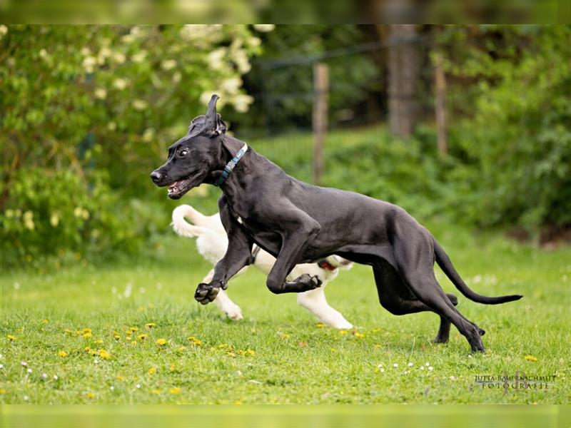 Naomi - Doggenmädchen wartet auf das große Glück - Tierhilfe Franken e.V.