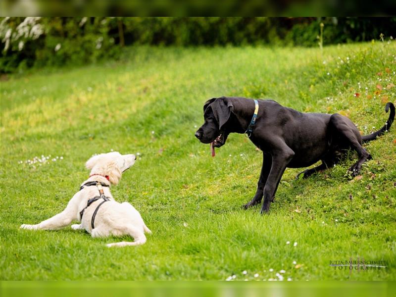 Naomi - Doggenmädchen wartet auf das große Glück - Tierhilfe Franken e.V.