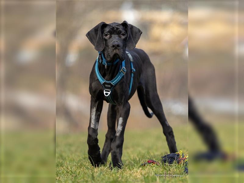 Naomi - Doggenmädchen wartet auf das große Glück - Tierhilfe Franken e.V.