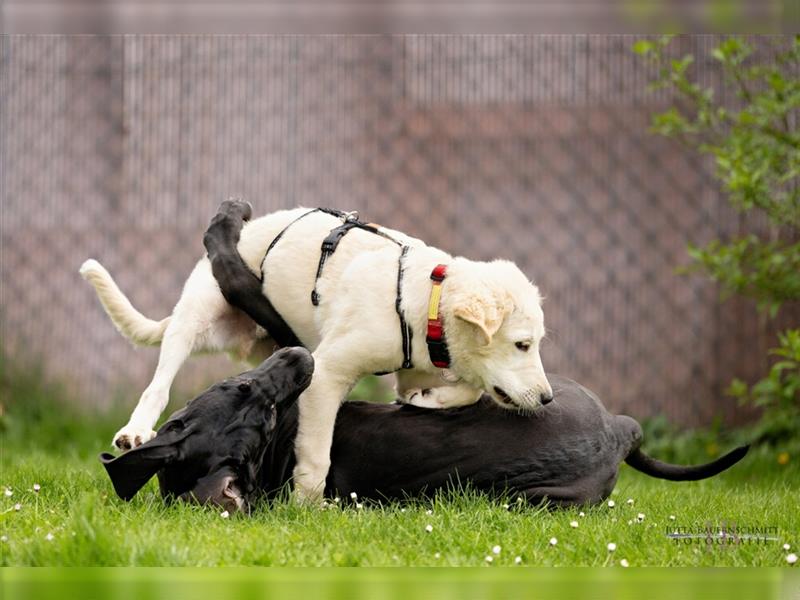 Naomi - Doggenmädchen wartet auf das große Glück - Tierhilfe Franken e.V.