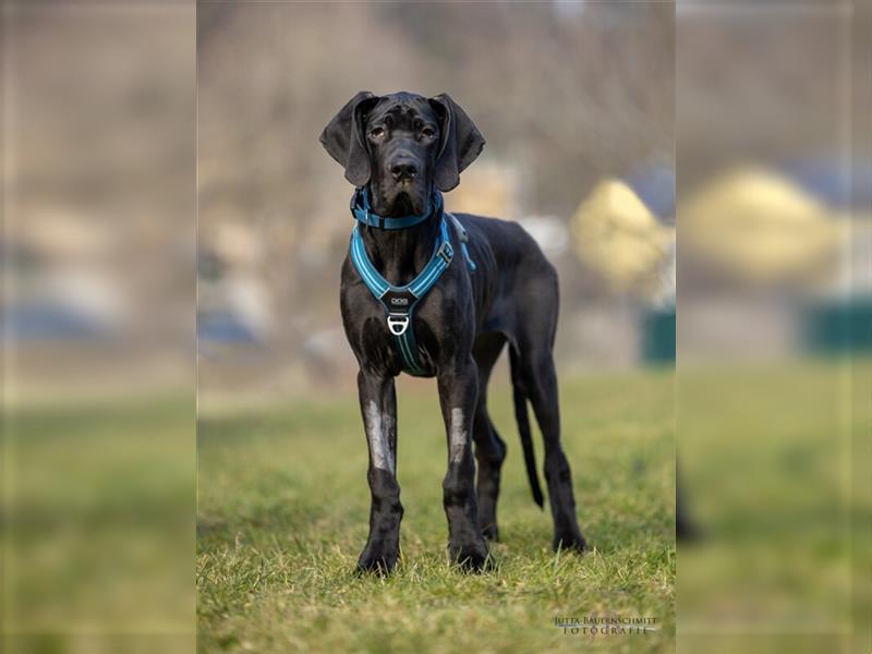 Naomi - Doggenmädchen wartet auf das große Glück - Tierhilfe Franken e.V.