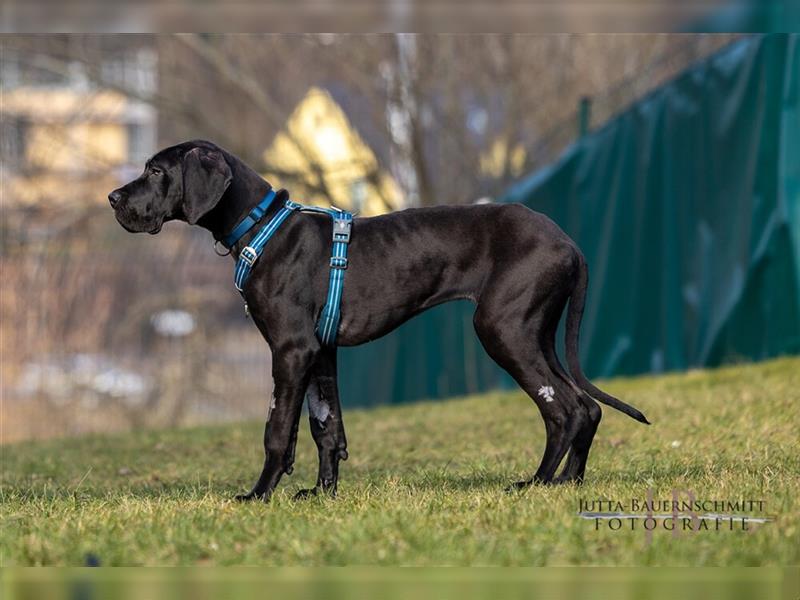 Naomi - Doggenmädchen wartet auf das große Glück - Tierhilfe Franken e.V.