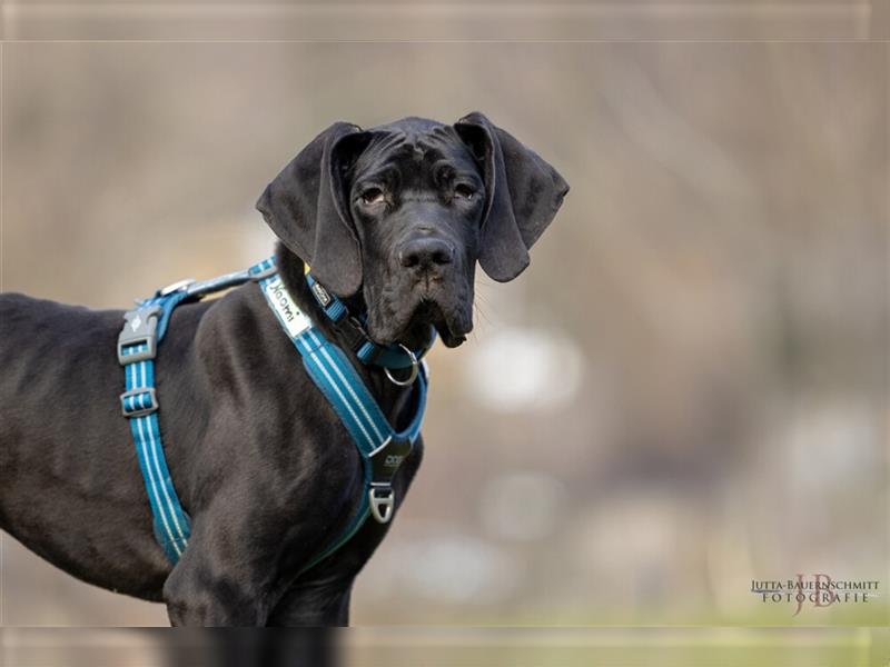 Naomi - Doggenmädchen wartet auf das große Glück - Tierhilfe Franken e.V.