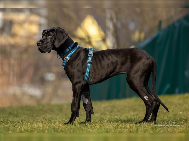 Naomi - Doggenmädchen wartet auf das große Glück - Tierhilfe Franken e.V.