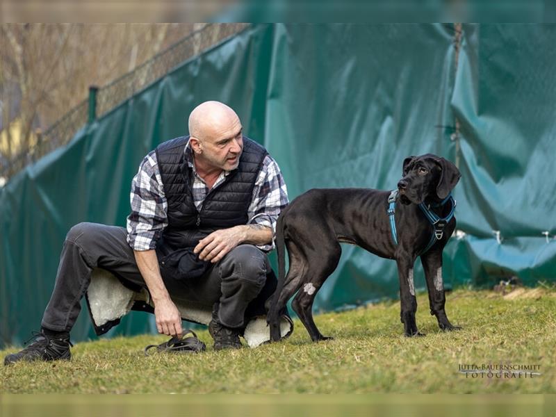 Naomi - Doggenmädchen wartet auf das große Glück - Tierhilfe Franken e.V.